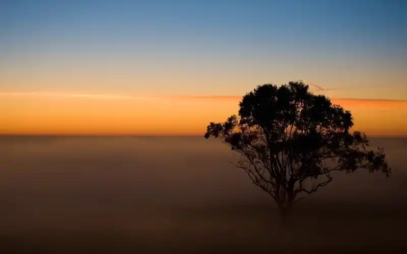 唯美意境简单树图片壁纸2