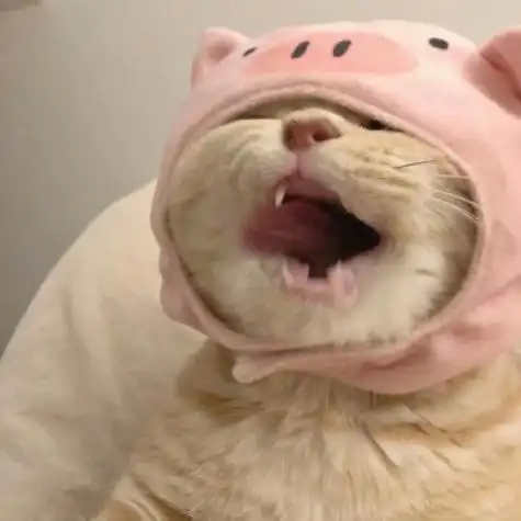适合做头像的萌宠图片搞笑又经典的可爱猫咪