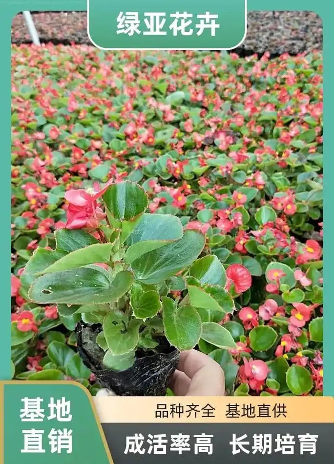 河北四季海棠销售,选绿亚花卉苗木,品种多样,规格齐全,四季海 - 抖音