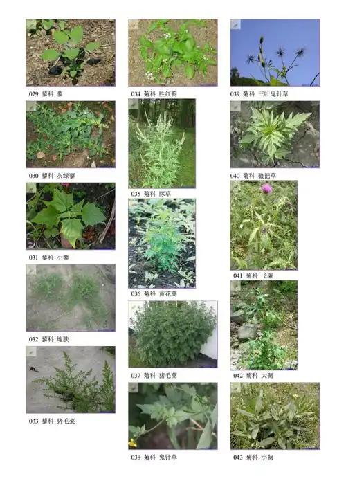中国农田常见207种杂草图谱