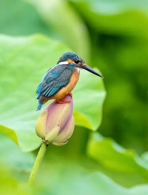 小翠站在含苞待放的荷花上