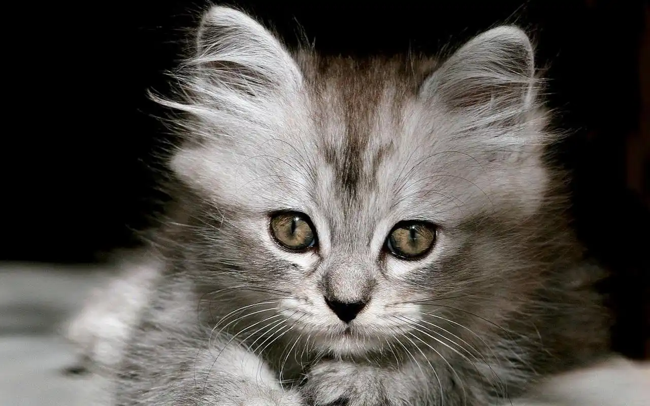 超可爱猫咪呆萌高清图片桌面壁纸高清大图预览1920x1200_动物壁纸下载