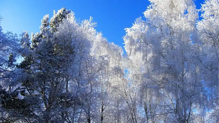 2020年最流行的壁纸图片