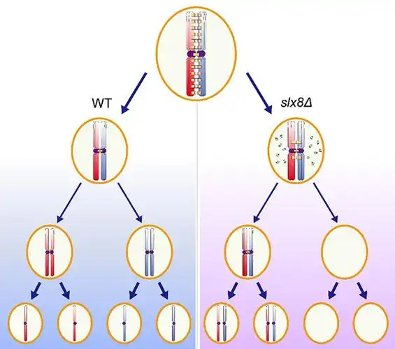 slx5p-slx8p调控联会复合体蛋白的降解进而促进同源染色体的正确分离