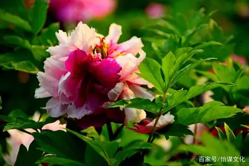 百度爱采购首页 商品专题_牡丹 洛阳红牡丹十大名贵品种:赵粉 豆绿