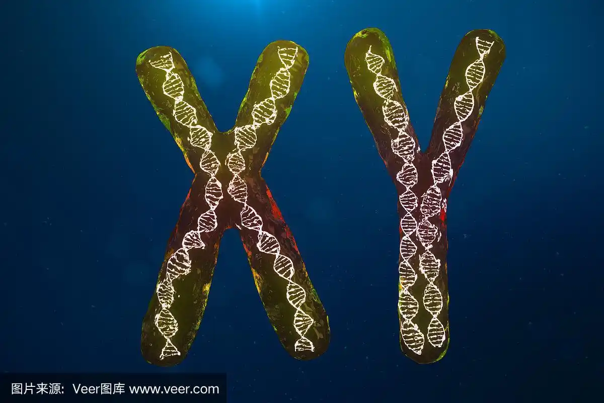 xy染色体dna的感染,病毒或感染穿透机体.男性的染色体.