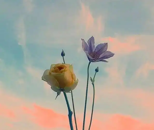 正能量唯美温柔句子,朋友圈一句话说说2020