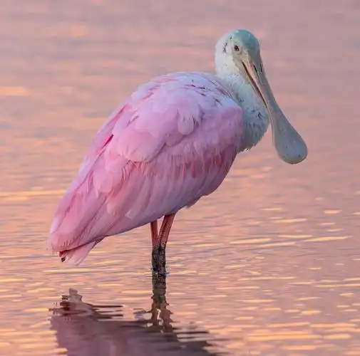 夕阳下的roseatespoonbill粉红琵鹭