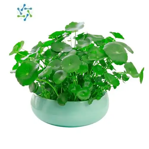 工匠铜钱草水培植物室内盆栽客厅办公桌面金钱草水养植物好养花卉绿植