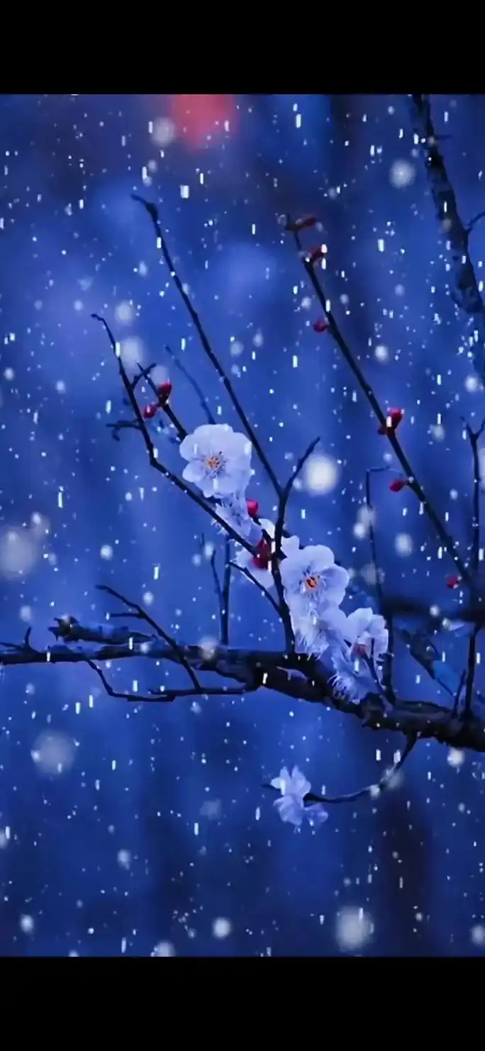 寒梅傲雪 文/诗语如画 梅花枝头弄舞姿 文人墨客写作诗 风雪 - 抖音