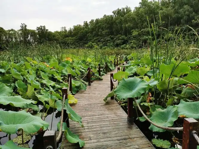 翠湖湿地国家公园
