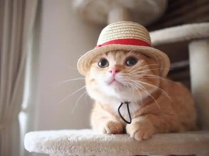 不应当我只是一只萌萌哒的小橘猫67676767