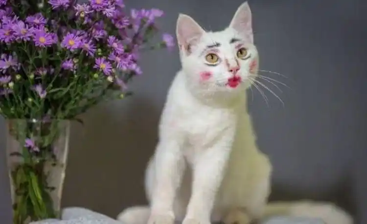 猫咪被主人化妆整蛊,晒照片后引网友爆笑:活脱脱的石榴姐啊