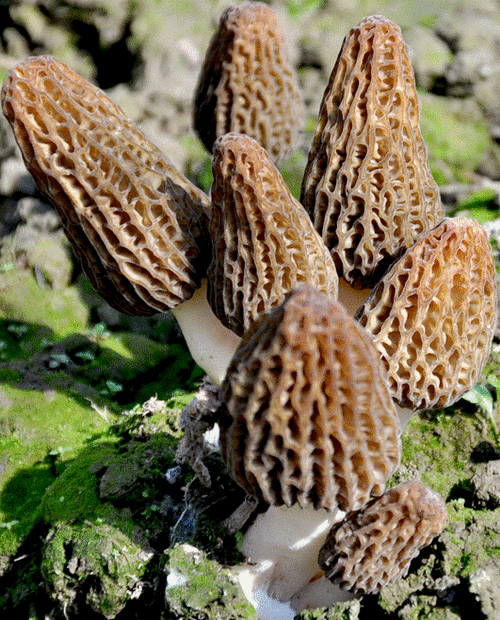 羊肚菌_福建竹荪供应商_重庆市渝中区东升蔬菜经营部