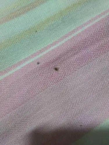 请问这是跳蚤屎吗