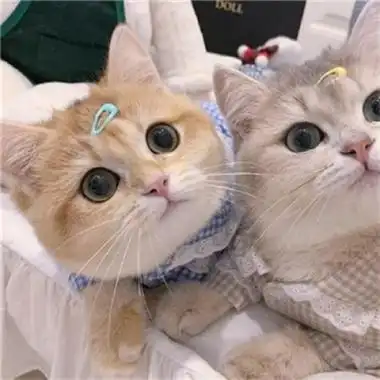 超可爱的猫咪情侣头像一左一右不明显情头萌宠男生女生头像