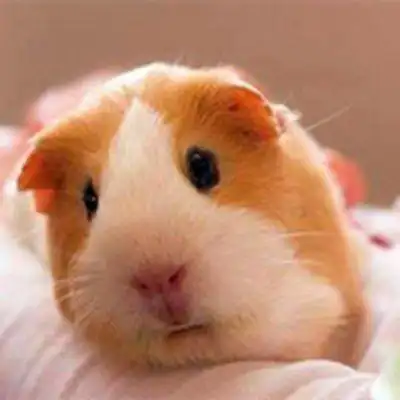 超可爱小动物头像