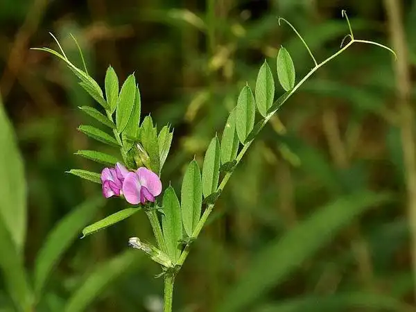 救荒野豌豆 common vetch