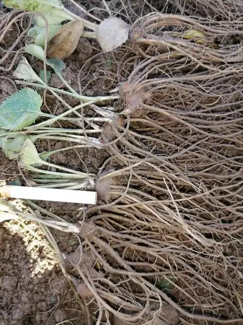 姜芮陕西苍术种苗北苍术种苗朱砂点苍术中种苗标准3年100颗标准一斤