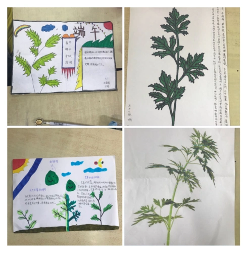 写美篇       学生们在搜集资料,制作手抄报的过程中,能对端午节的