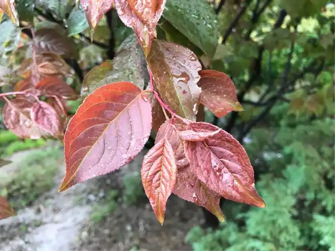 雨后美人梅的叶子