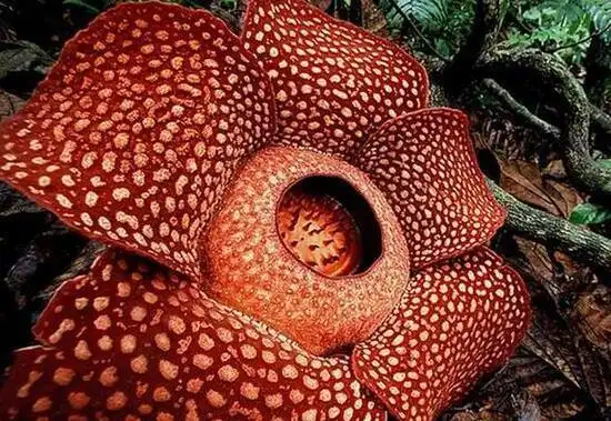 世界上最恐怖的花 食人花(传说专门吃人的花)