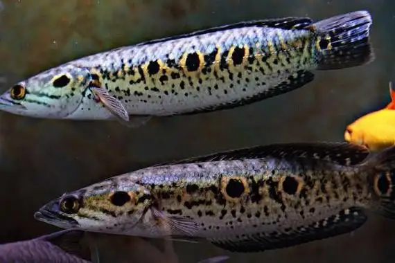 七彩海象鱼好不好养,适合新手饲养