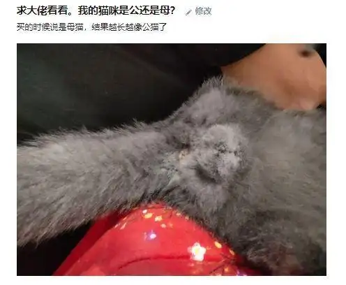 教你快速分辨小公猫和小母猫