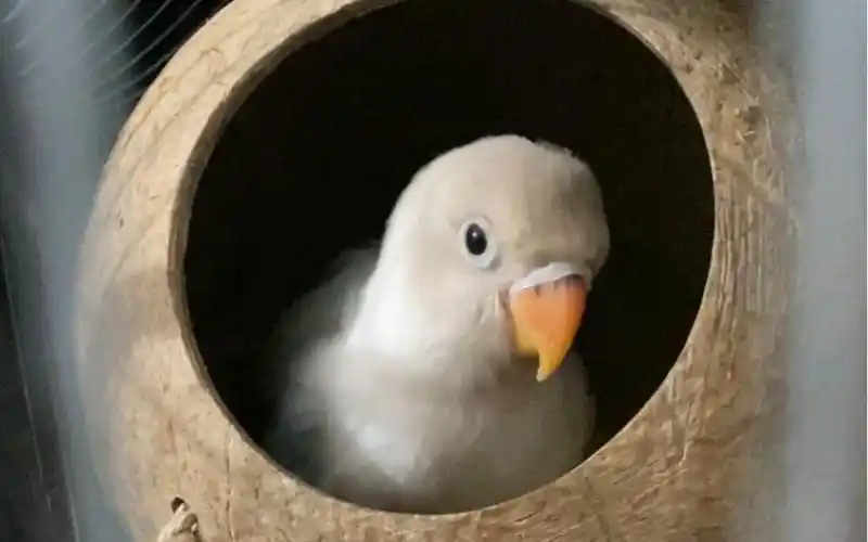 刚来家一周左右的碧云天牡丹鹦鹉, 被鸟叫声叫醒后活泼的样子