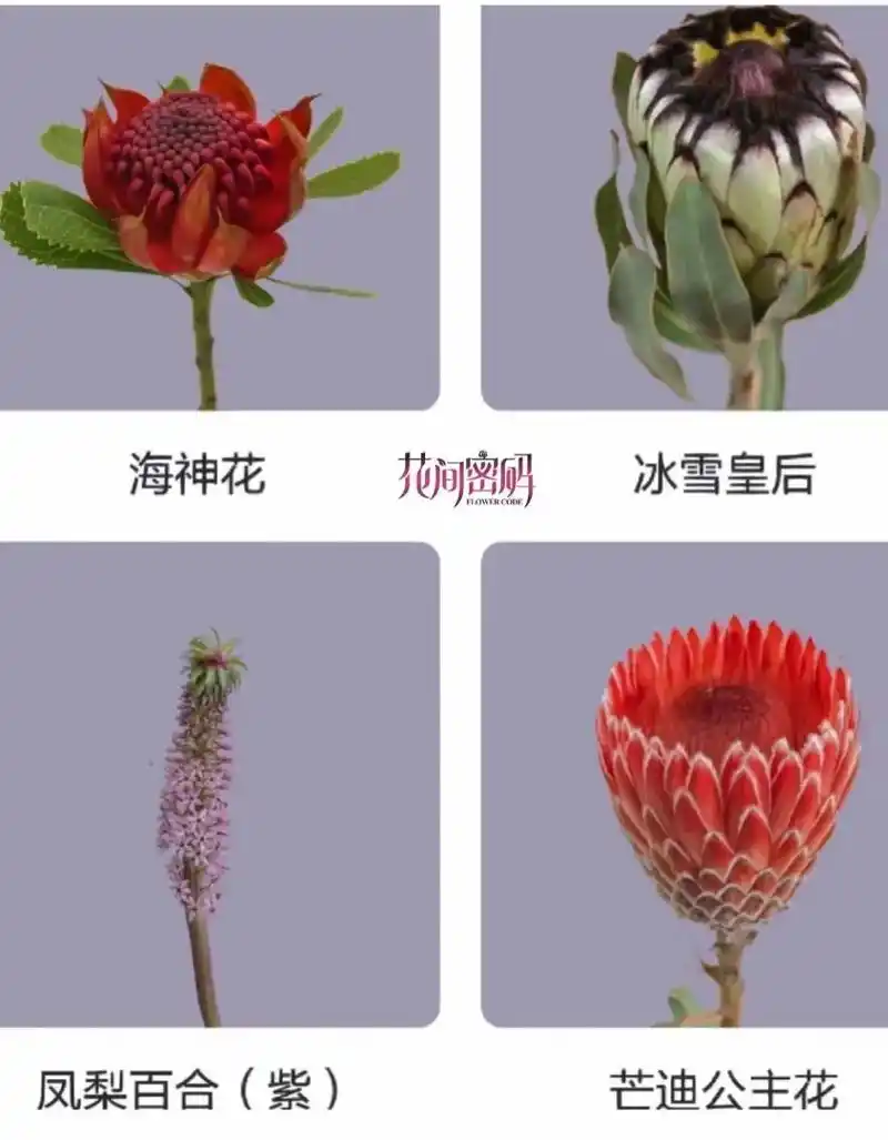 16款南非小众花材:常见的南非花材不同于大多数花卉给人以娇嫩 - 抖音