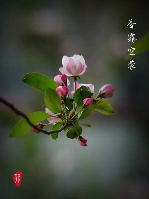 春到博世祥园:西府海棠花