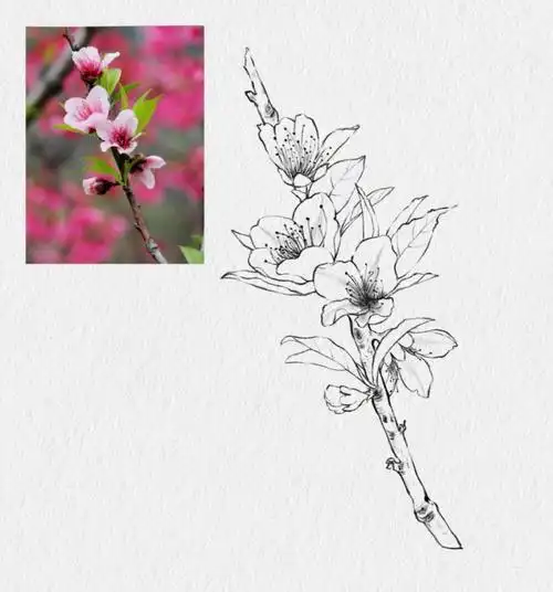 花卉线稿篇桃花