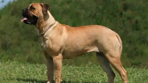 适合家养的大型犬有哪些(9大温顺的大型犬品种分享) - 胖萌舍宠物网