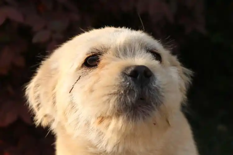 汪星人壁纸图片