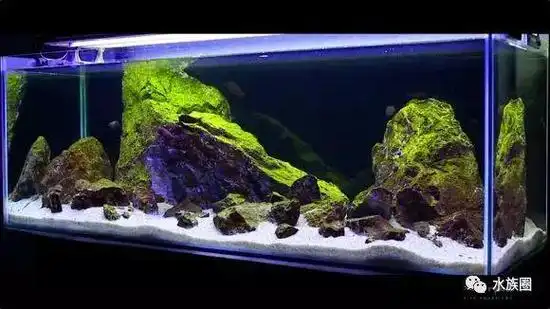 整景儿狂到看尽国内外三湖造景作品