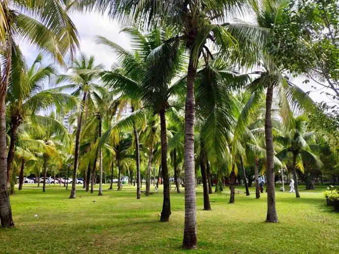 公园里的椰树林