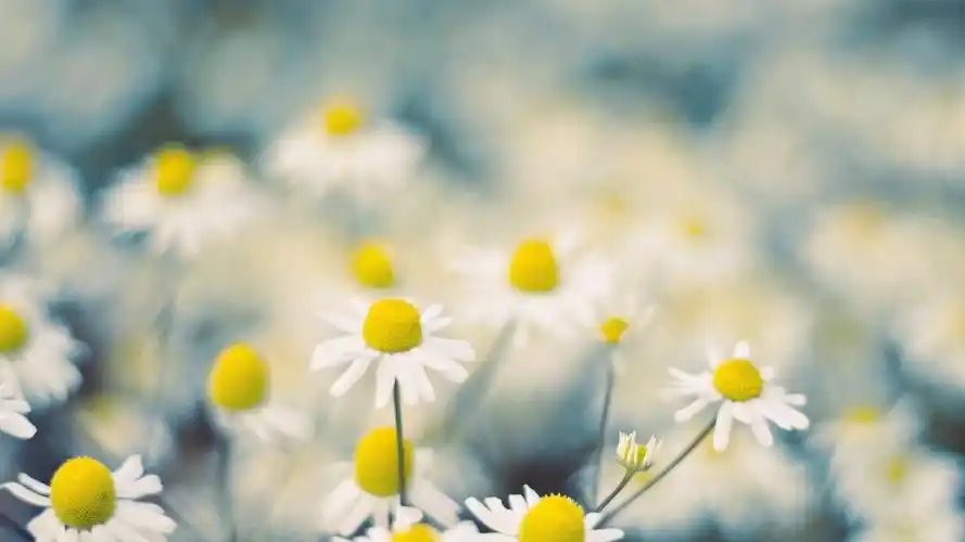 清新唯美简约雏菊高清图片电脑壁纸