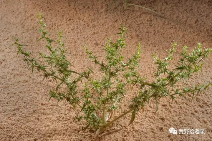 沙蓬(沙蓬属植物)
