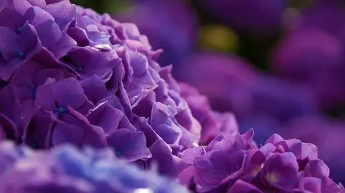 慈禧太后的"少女心"