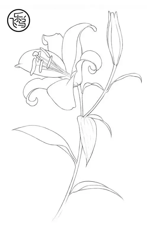 线稿白描花草