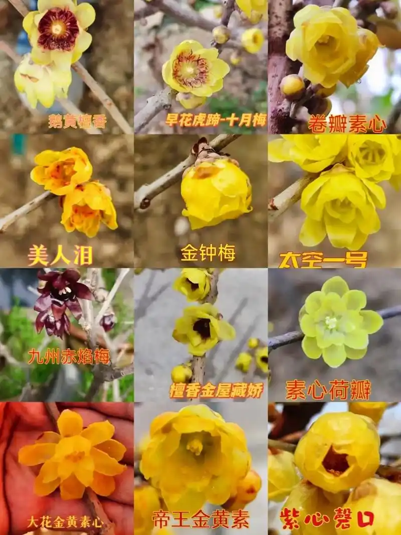 这么多腊梅品种,可有你的心上花?#腊梅 #苗木种植基地 #素 - 抖音