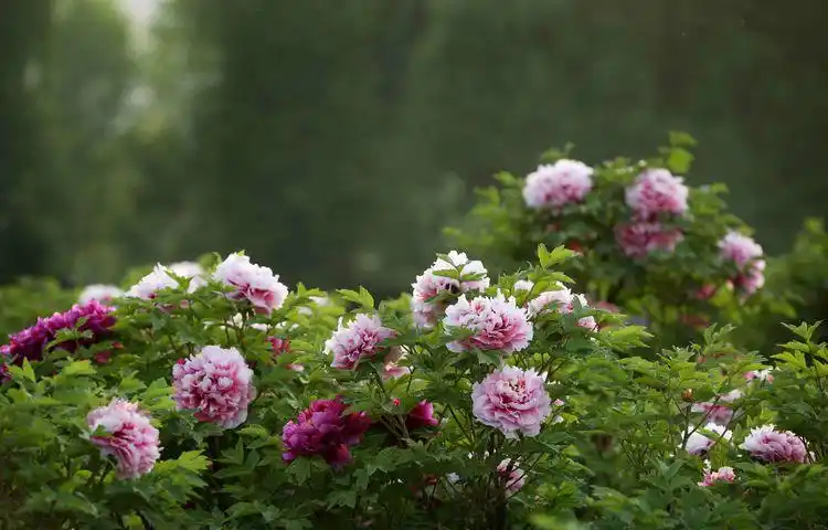 洛阳牡丹花图片 风景图片_洛阳牡丹园图片 - 齐齐哈尔诗词网