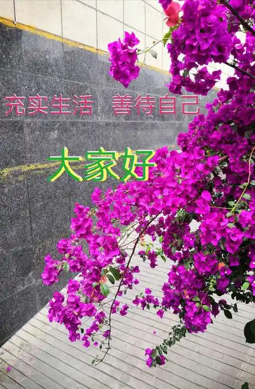 大家好,晚上好问候图片