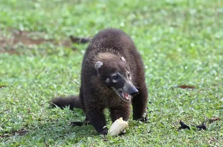 白鼻浣熊 李思琪 摄影