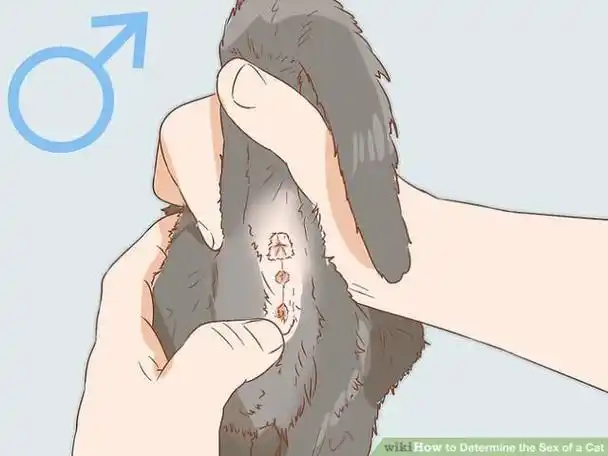 但是对于小猫咪,要区分猫咪的公母性别却不那么容易.