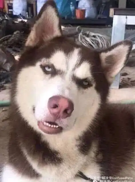 当二哈自我感知良好露出"邪魅狂狷"的笑容时…… 对