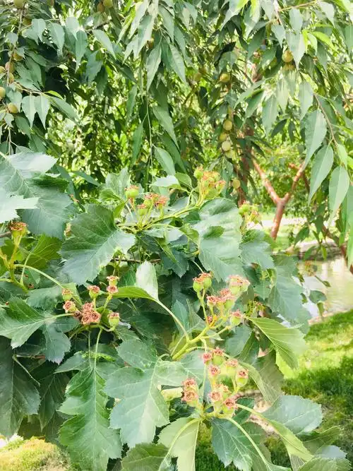 初见海棠花结果的样子,羞答答的孕育果实长大成熟