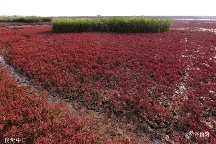 青岛碱蓬草色泽浓烈航拍如红色地毯