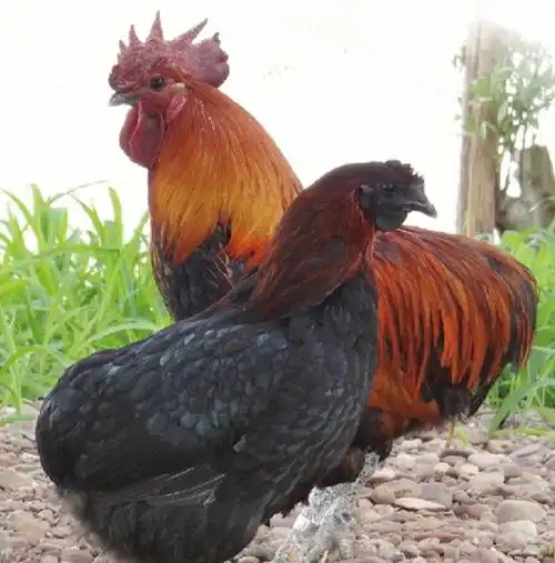 云南镇沅的鸡适合冬天进补的一种鸡