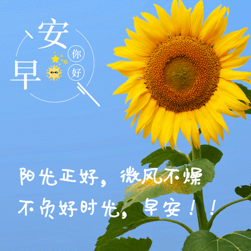 早安图片鲜花(鲜花图片大全)